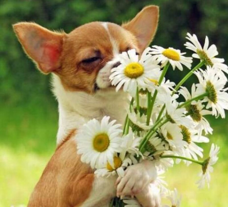 Chihuahua Puppy with Daisies