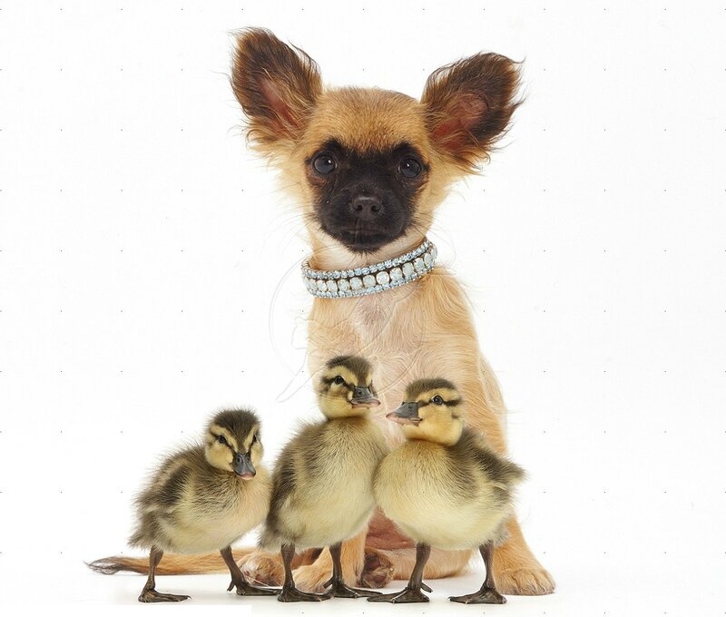Chihuahua Puppy with Ducklings