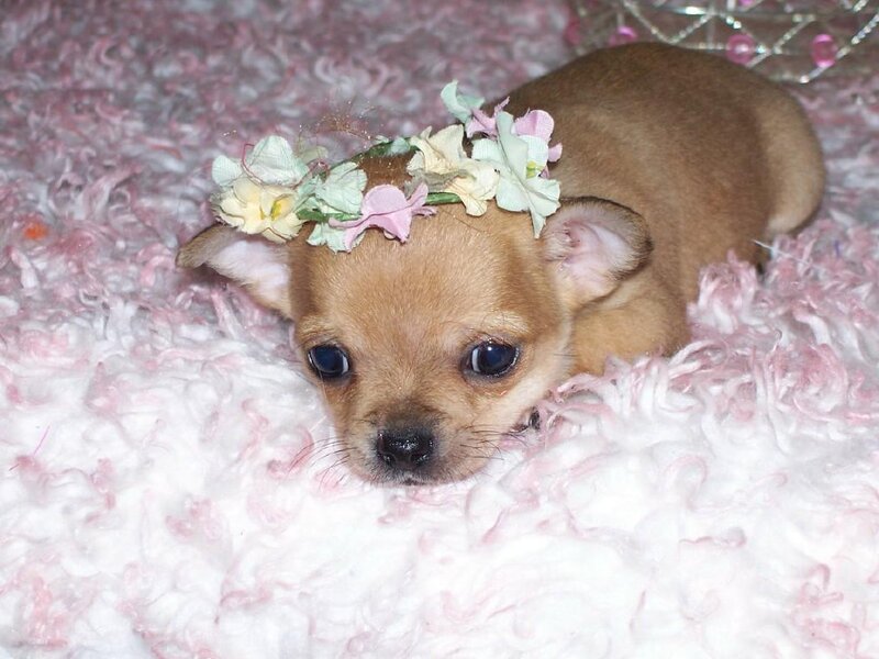 chihuahua puppy with flower crown