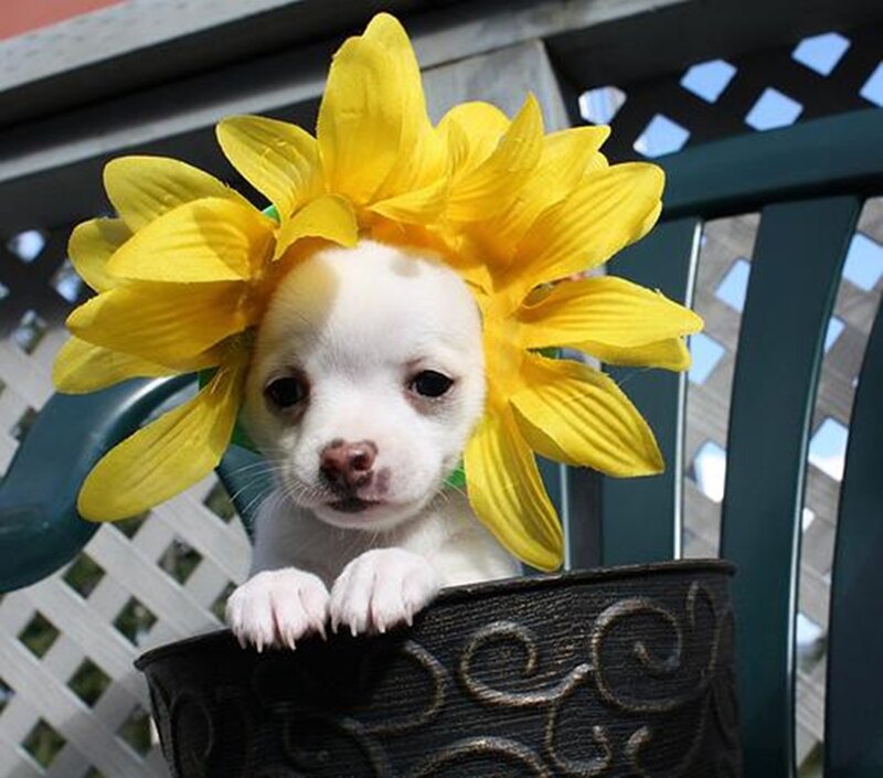 Chihuahua Puppy with Flower