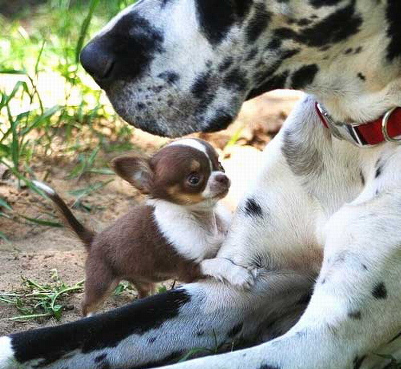 Chihuahua Puppy with Great Dane