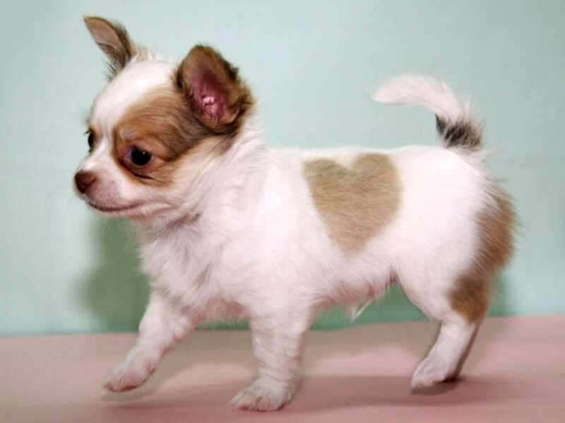 chihuahua puppy with heart-shaped marking