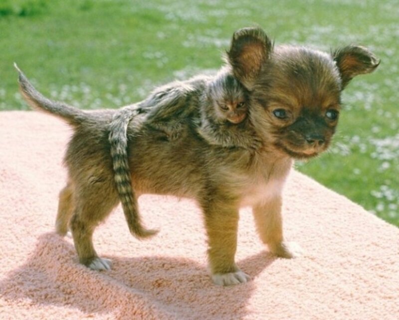 Chihuahua Puppy with Monkey