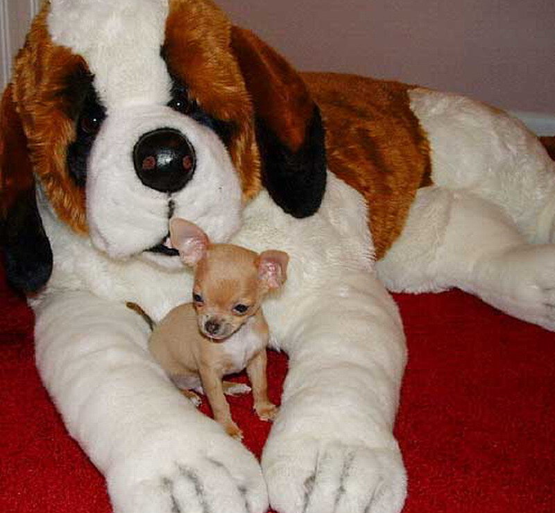 Chihuahua Puppy with Stuffed Dog
