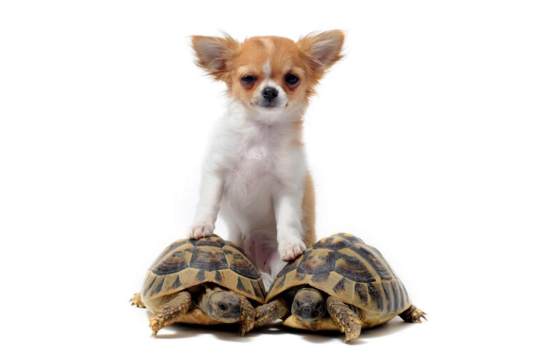Chihuahua Puppy with Turtles