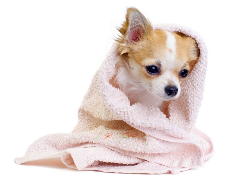 Chihuahua Puppy Wrapped — White