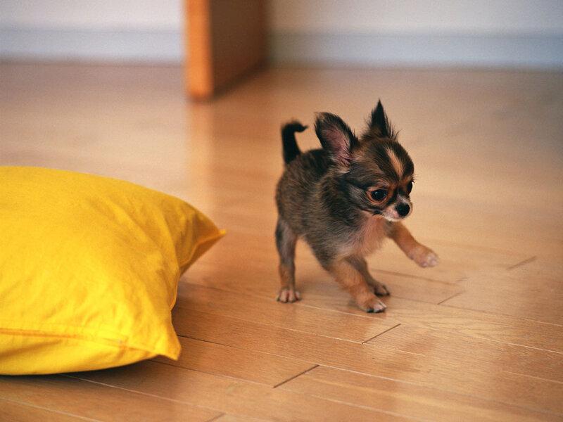 Chihuahua Puppy — Yellow