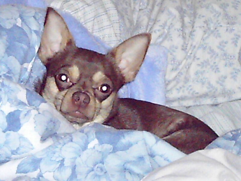 Chihuahua resting on blanket