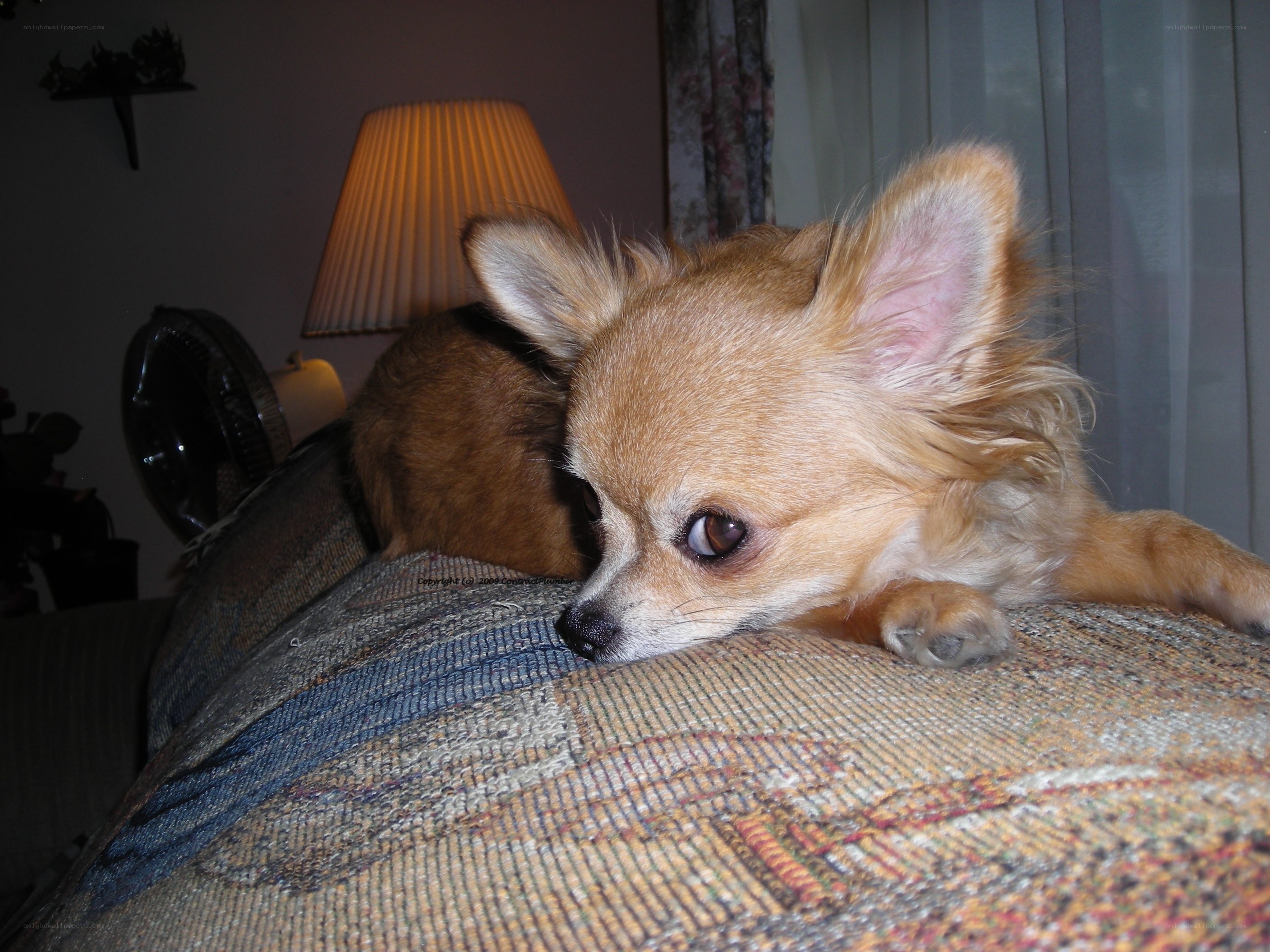 chihuahua resting on couch