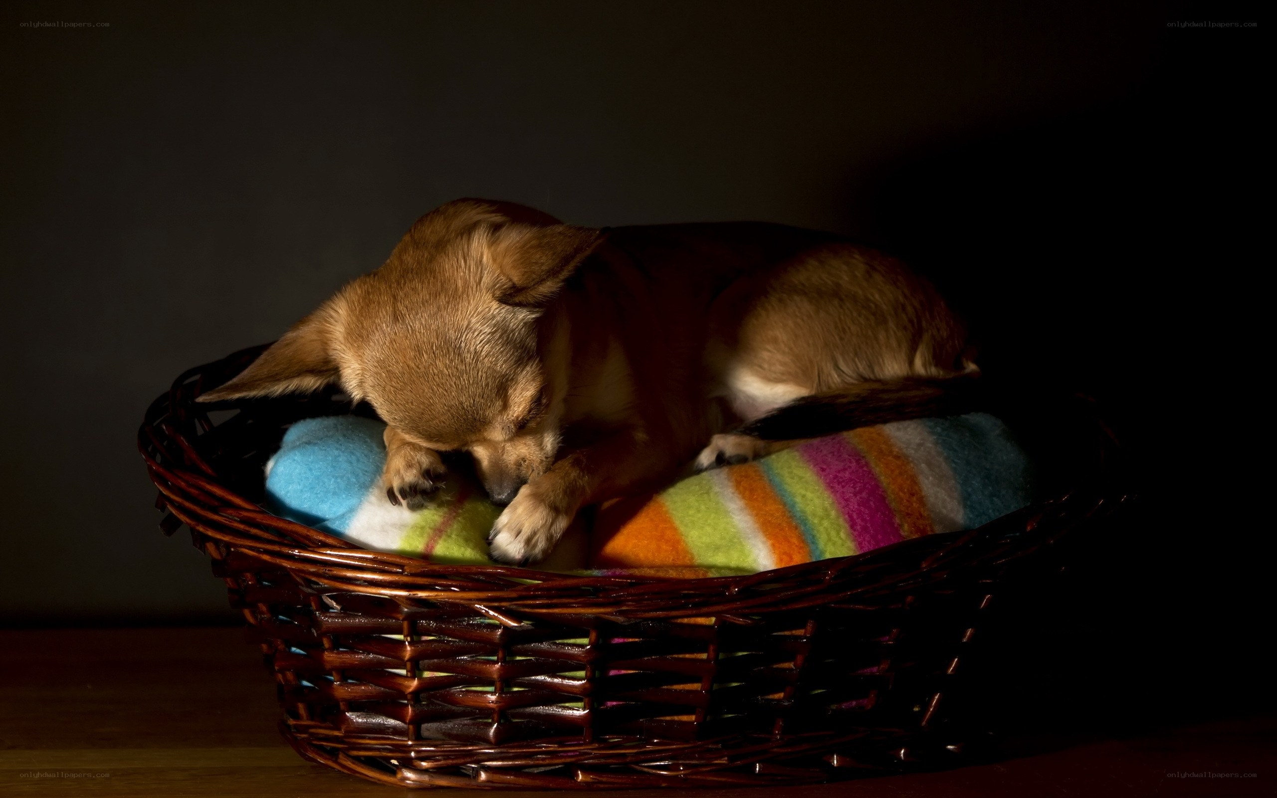 Chihuahua sleeping in basket