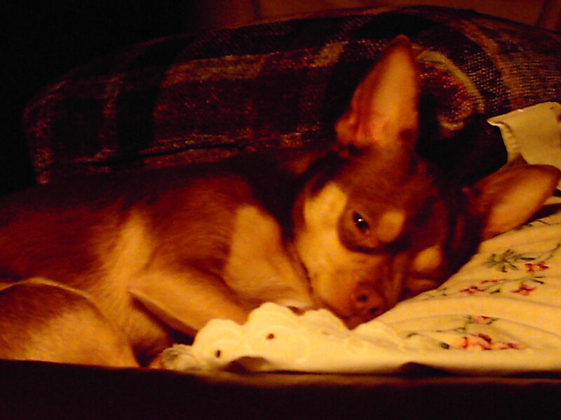 chihuahua sleeping on blanket