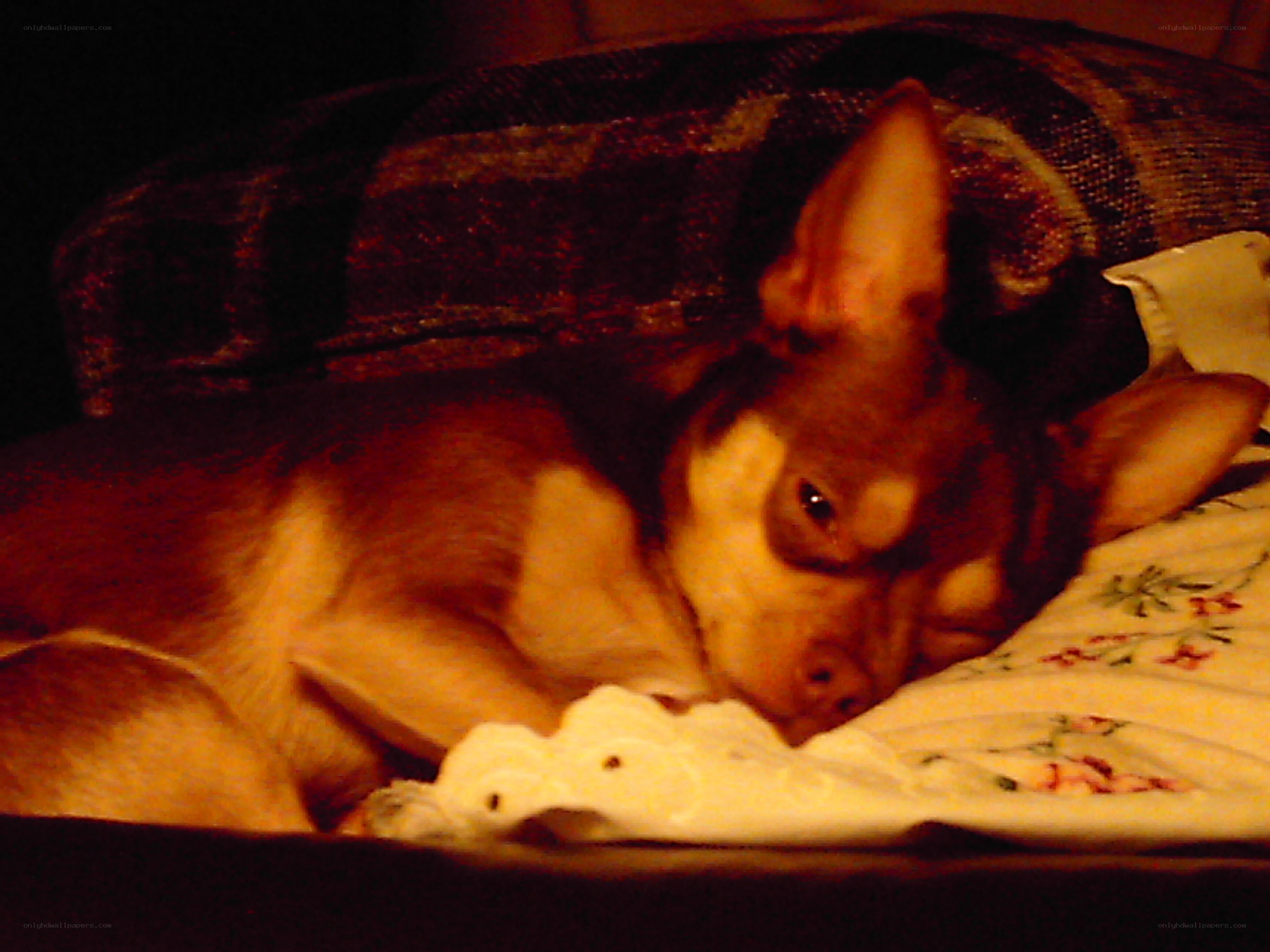 chihuahua sleeping on blanket