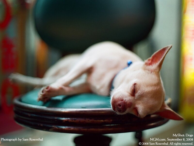 Chihuahua sleeping on chair