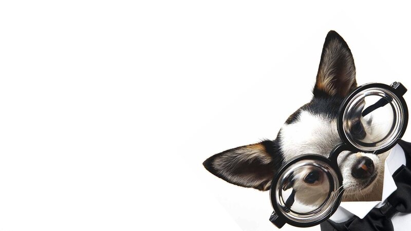 Chihuahua Wearing Glasses