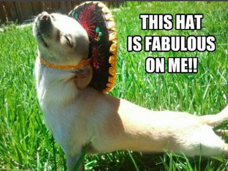 Chihuahua Wearing Sombrero — Green