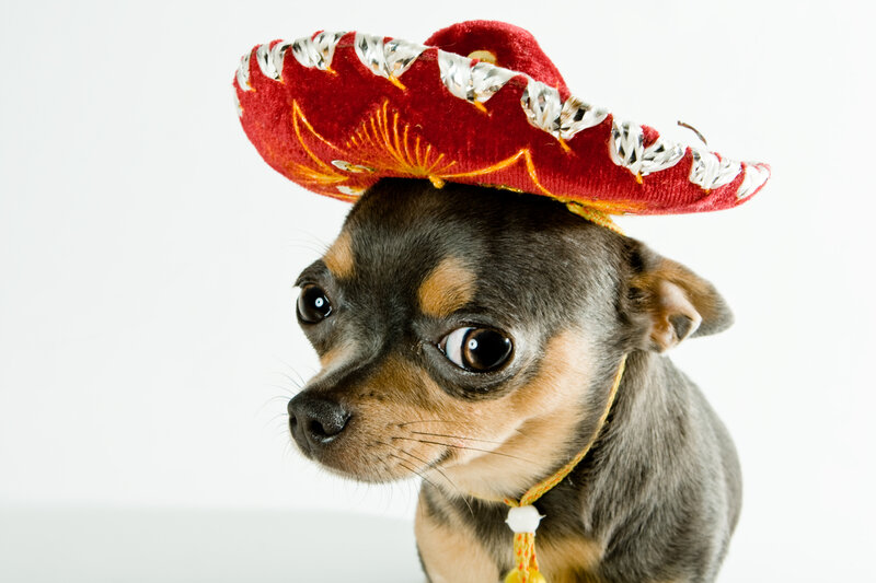 Chihuahua Wearing Sombrero