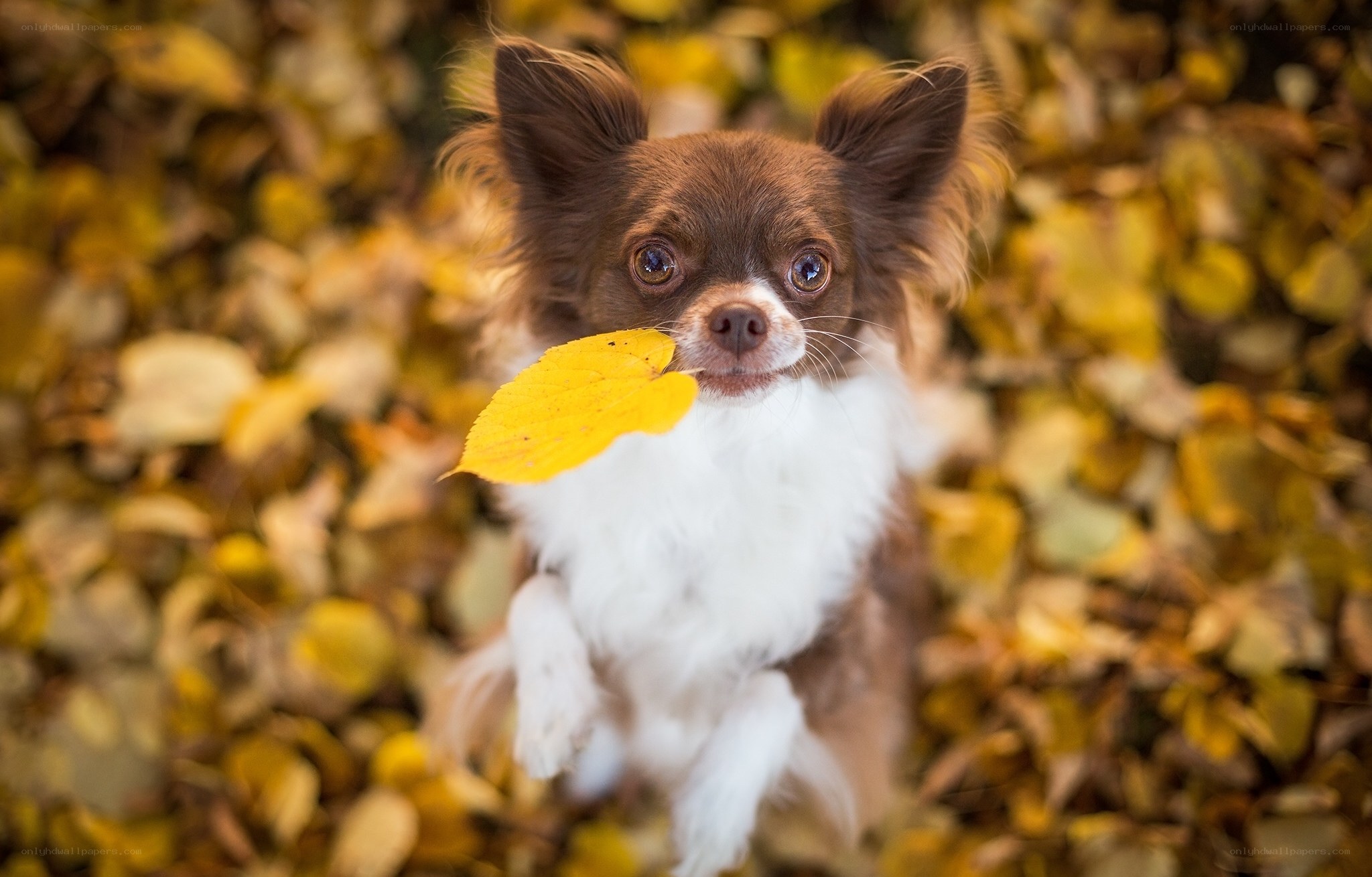 Chihuahua with autumn leaf