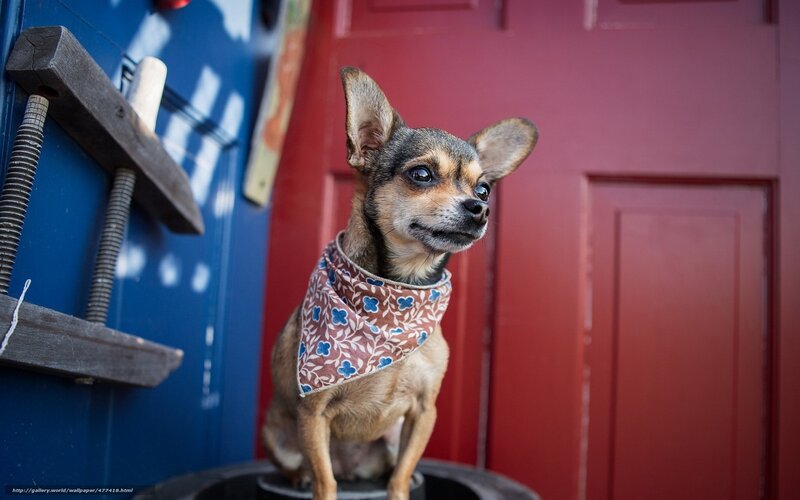 Chihuahua with bandana