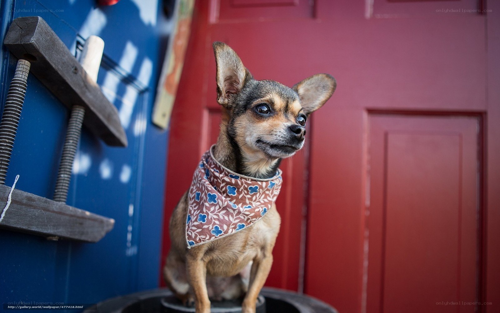 Chihuahua with bandana
