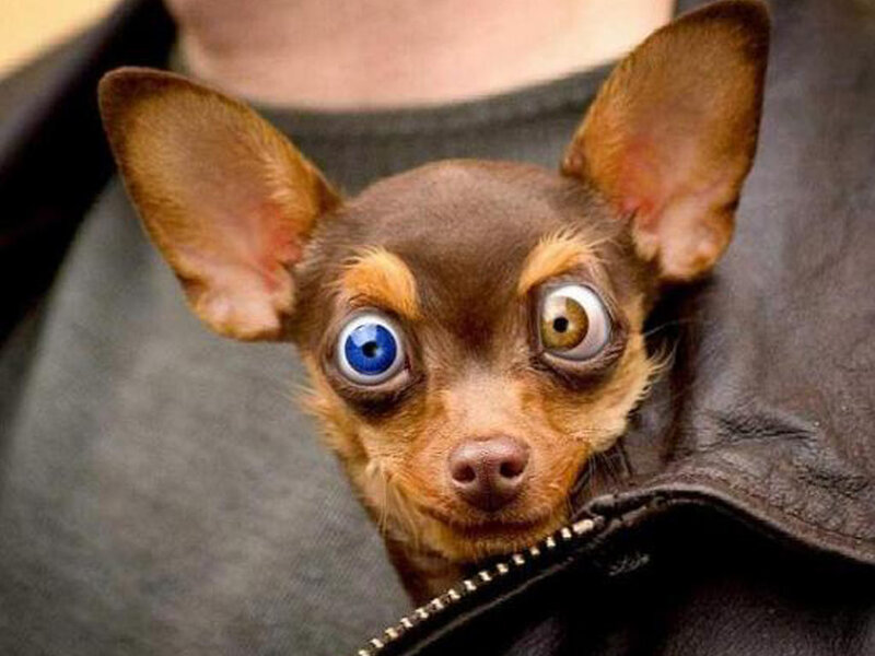 Chihuahua with Blue Eyes