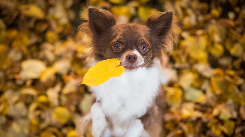Chihuahua with Leaf