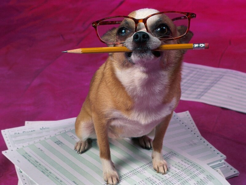 Chihuahua with Pencil