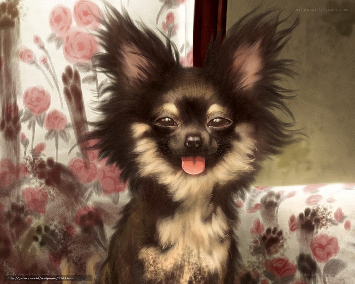 Chihuahua with tongue out