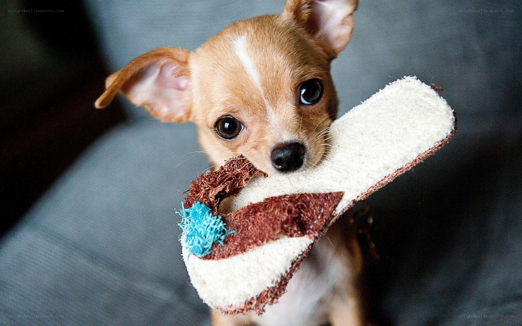 chihuahua with toy
