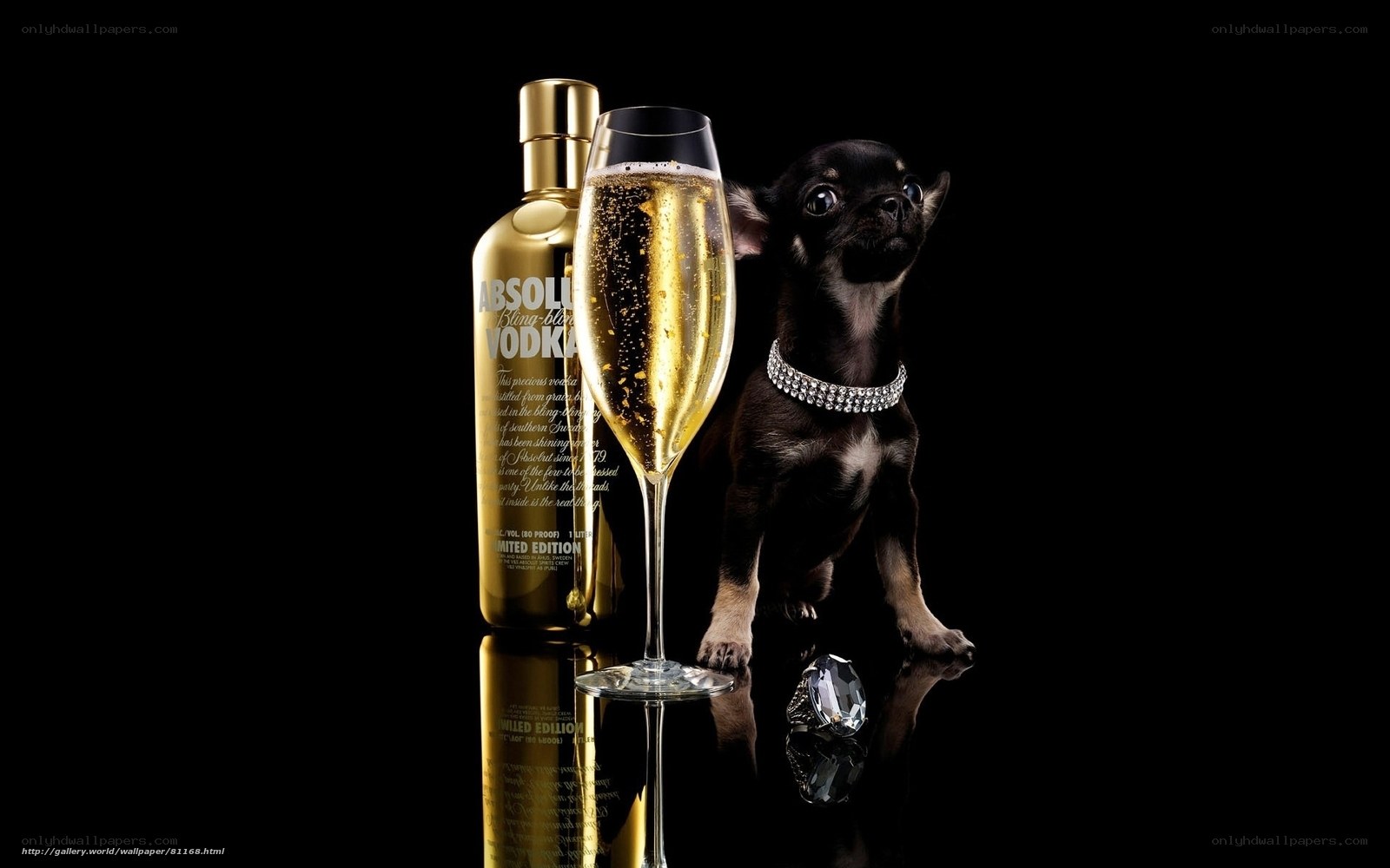 Chihuahua with vodka and champagne