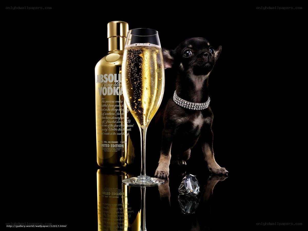 Chihuahua with vodka and champagne
