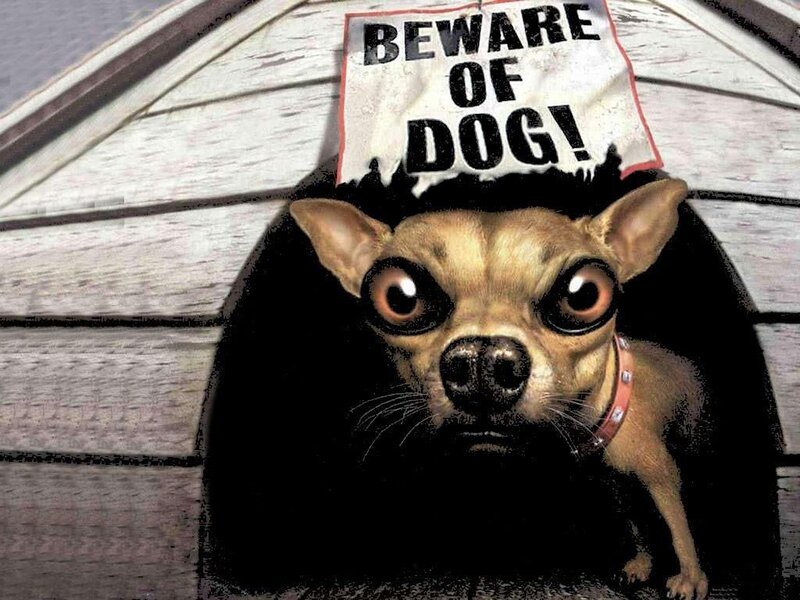 Chihuahua with warning sign