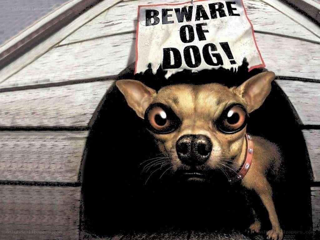 Chihuahua with warning sign