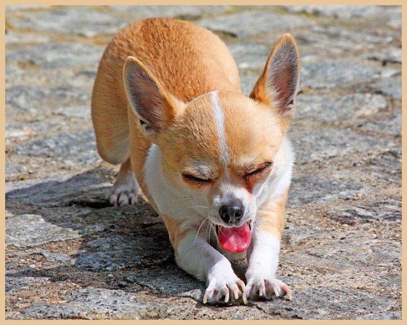 chihuahua yawning on pavement