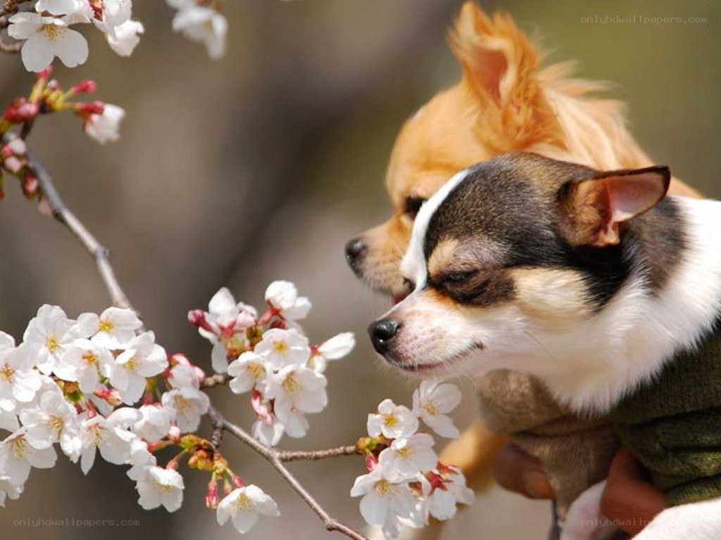 Chihuahuas smelling cherry blossoms