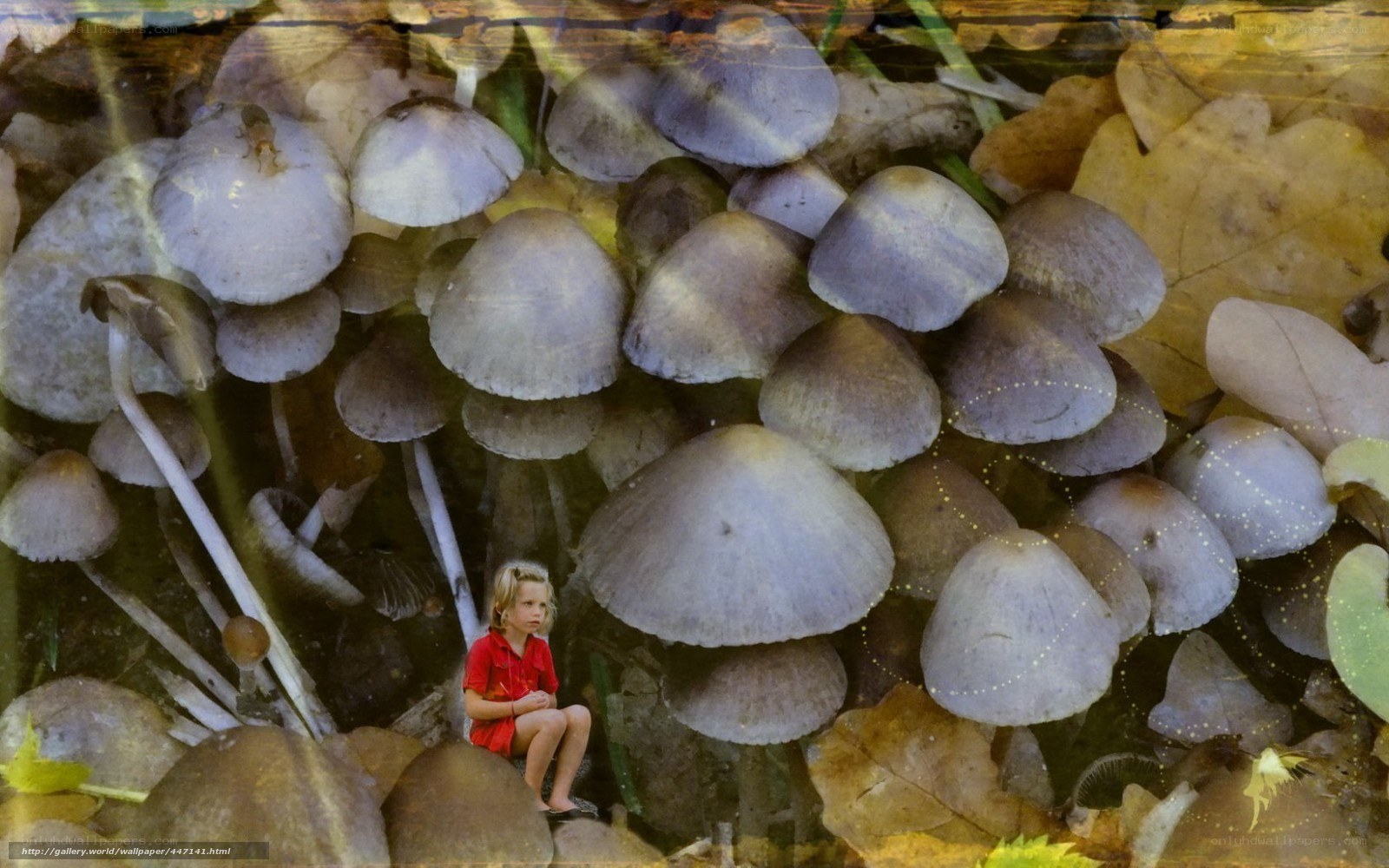 child among mushrooms
