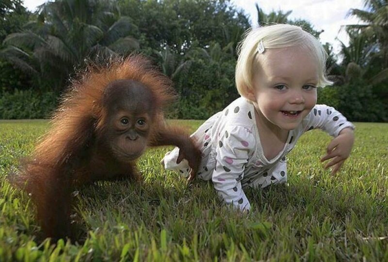 child and baby orangutan playing