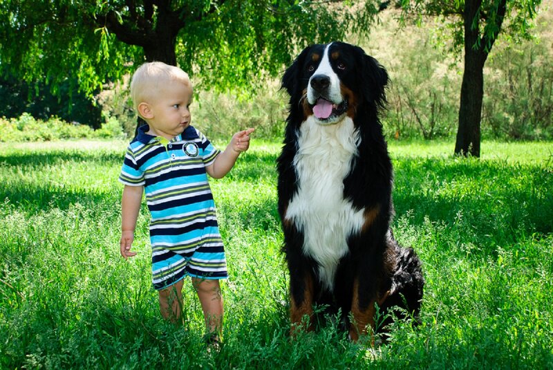 Child and Bernese Mountain Dog