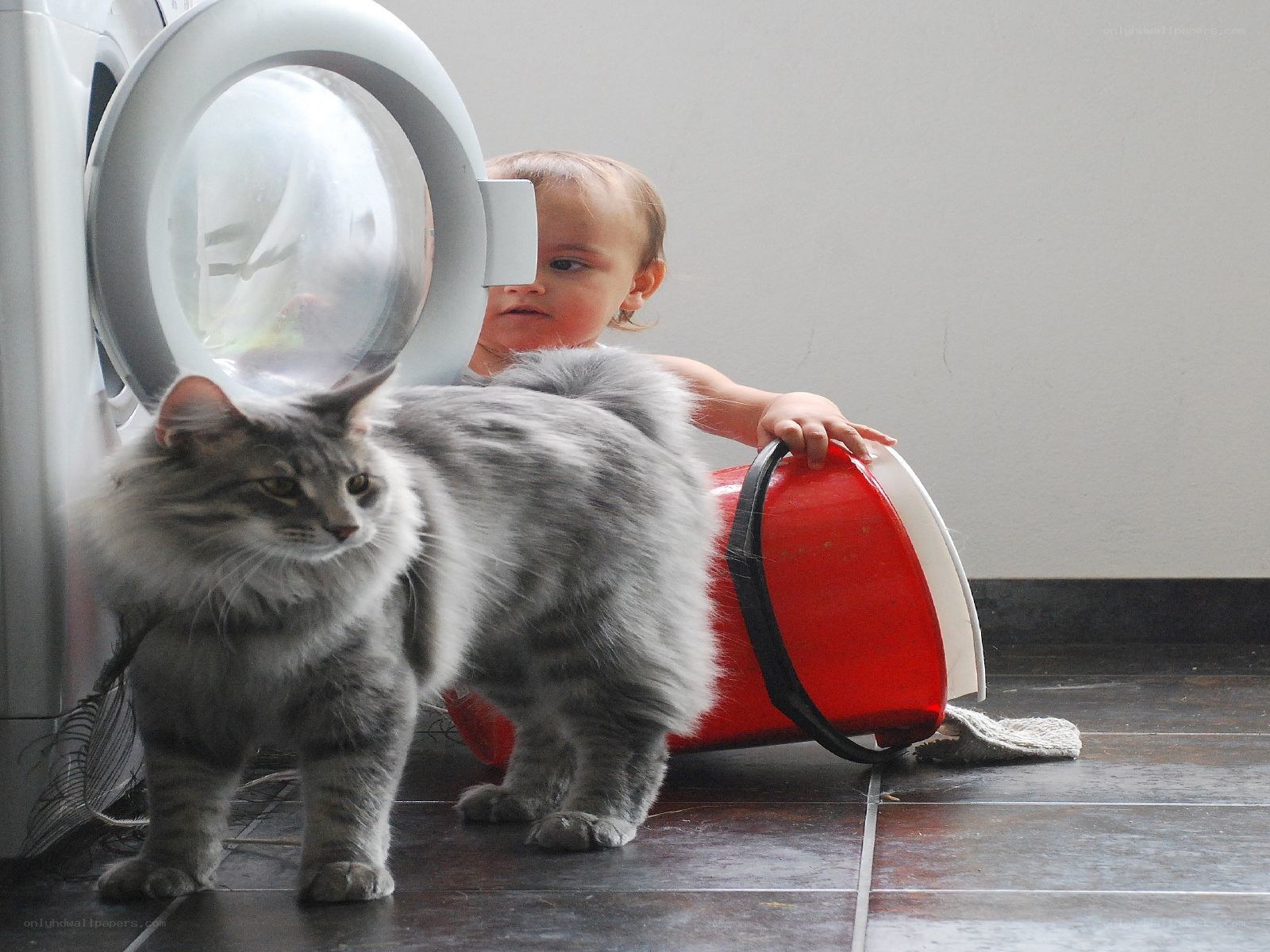 child and cat near washing machine