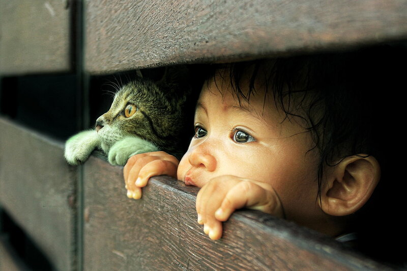 Child and Cat Peeking