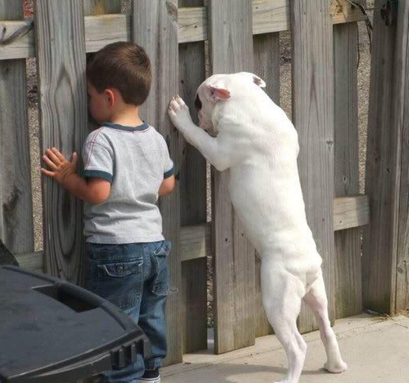 Child and Dog at Fence