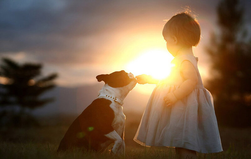 Child and Dog at Sunset — Gold, Serene