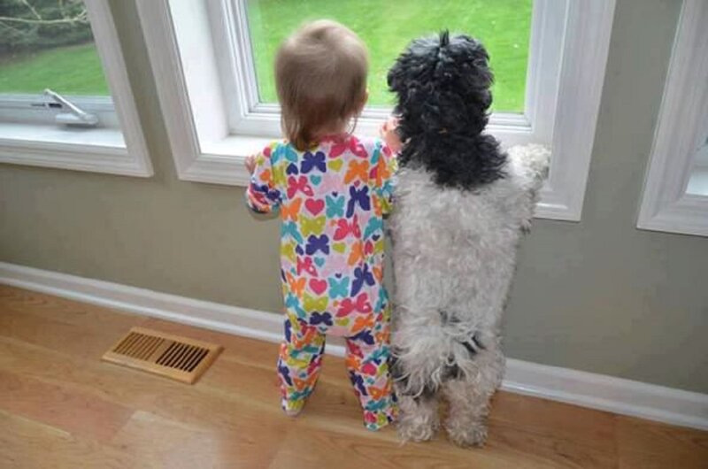 Child and Dog at Window — White, Calm