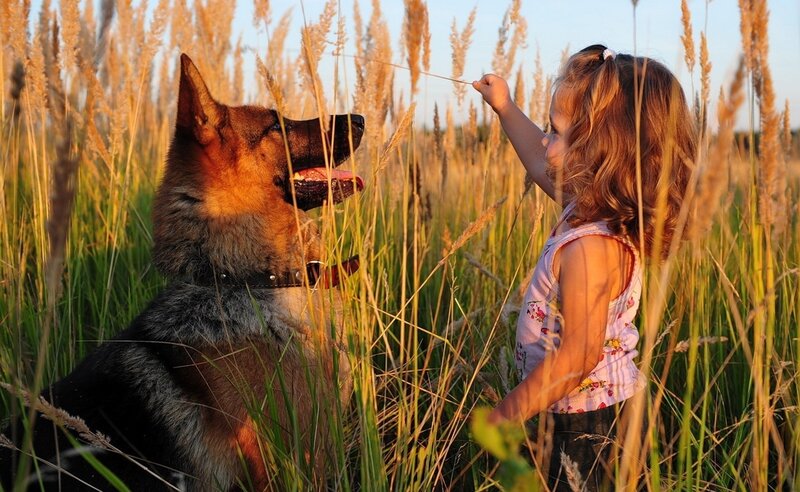 child and dog in a field