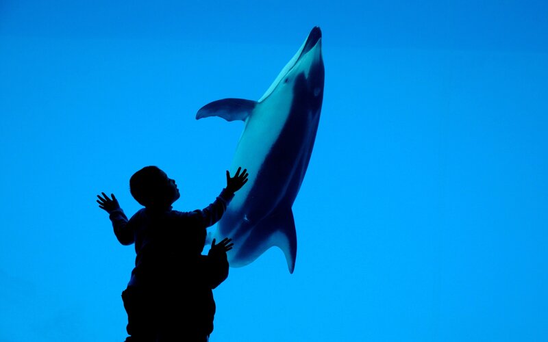 child and dolphin in aquarium