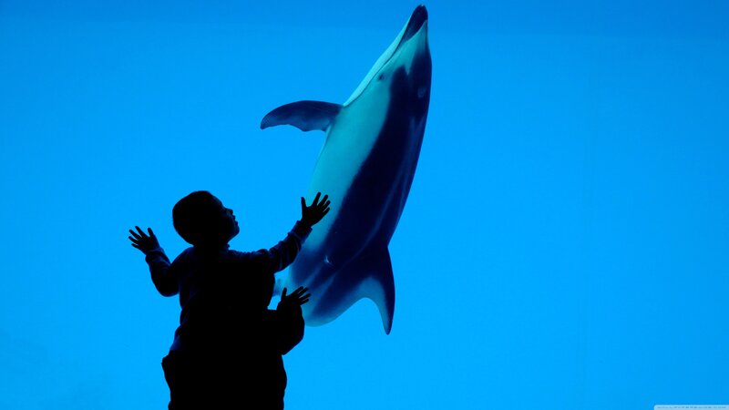 Child and Dolphin Silhouette