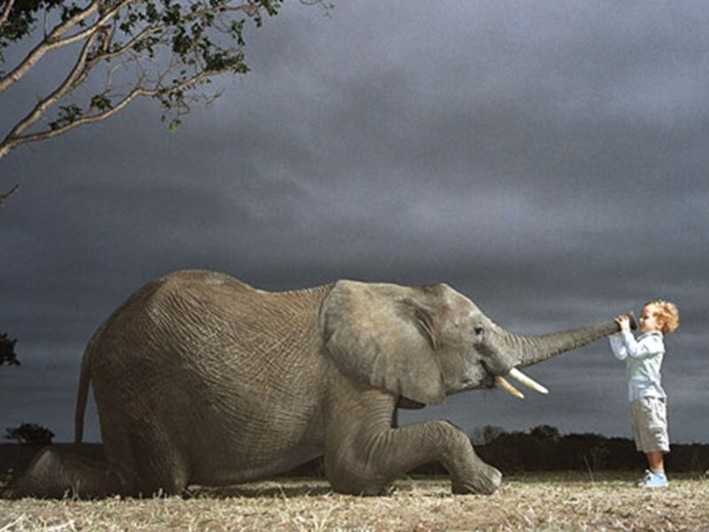 child and elephant interaction