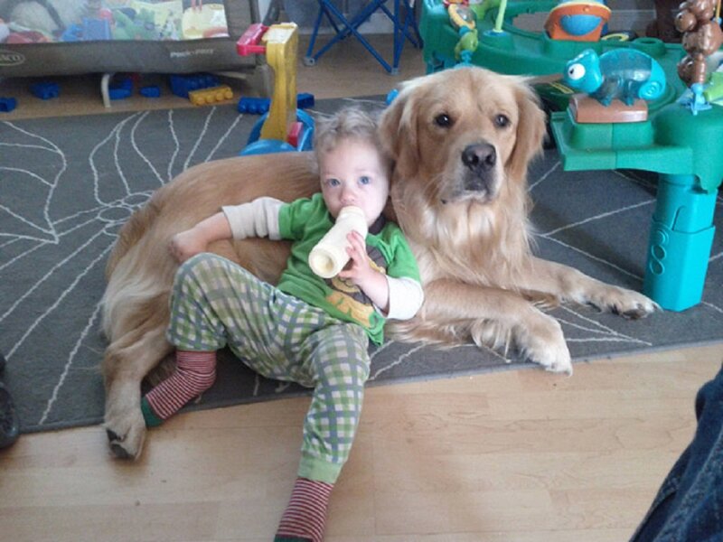 Child and Golden Retriever — Brown