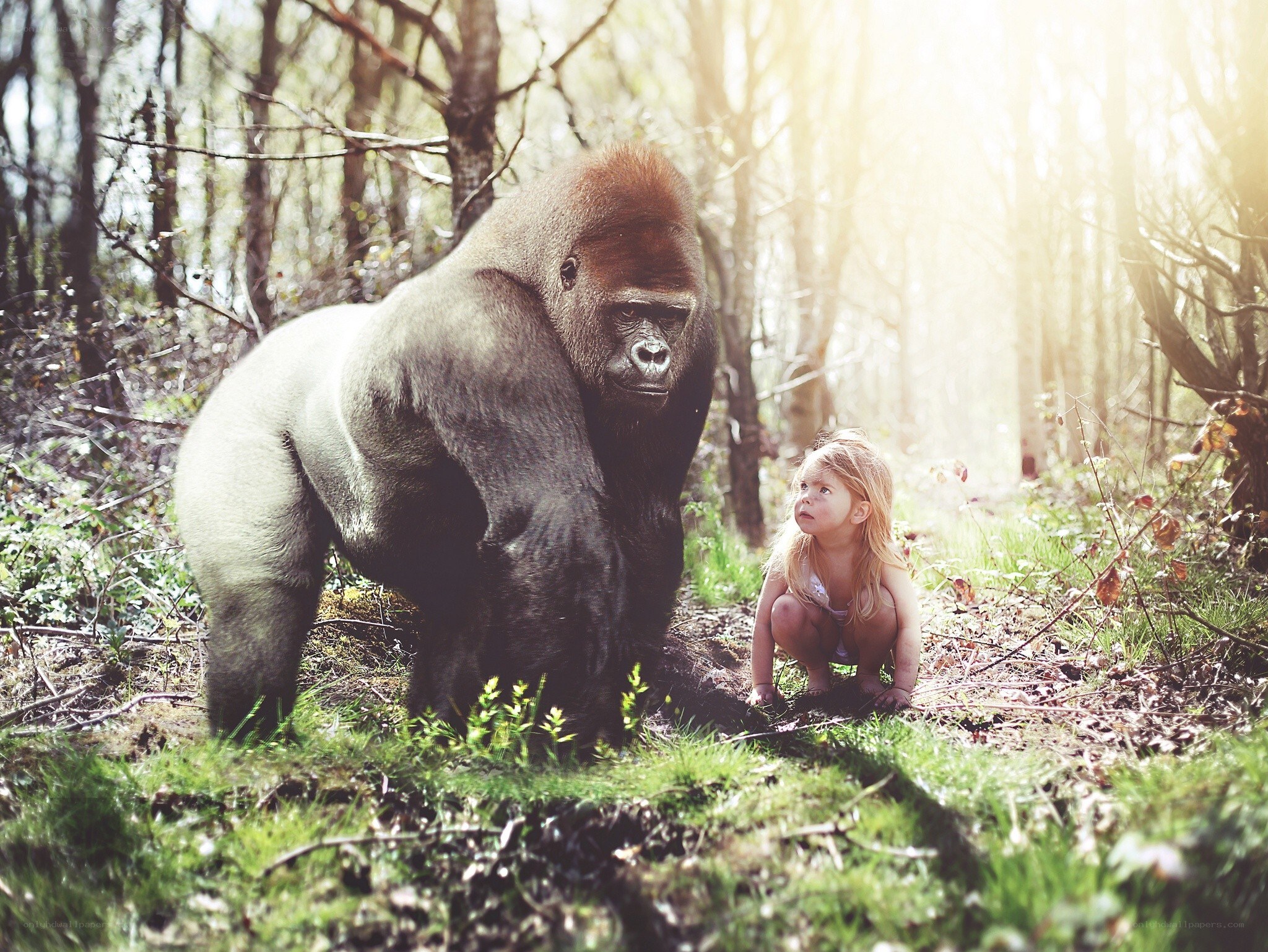 Child and gorilla in forest