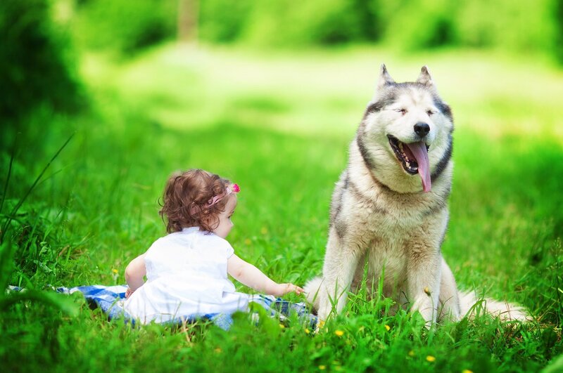 Child and Husky Dog — Green, Peaceful