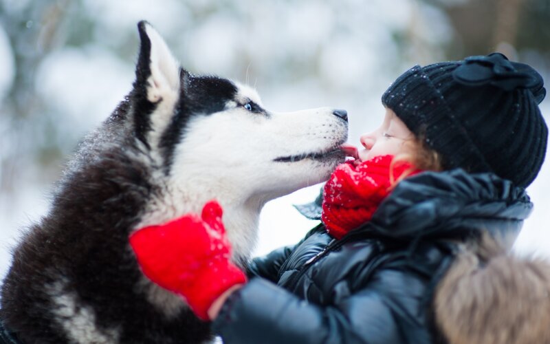 Child and Husky Dog
